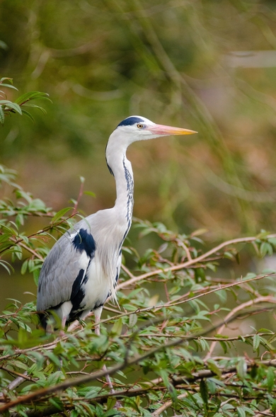 Grey Heron Bird Standing Photo