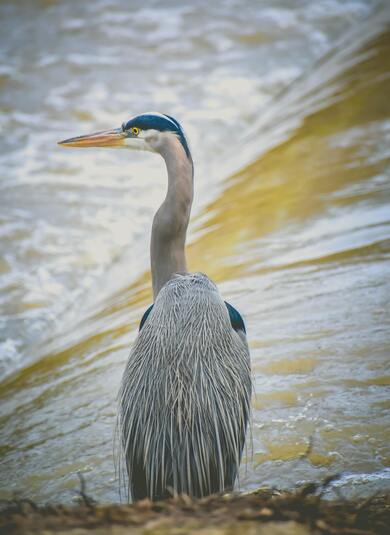 Grey Heron on Water Mobile Wallpaper