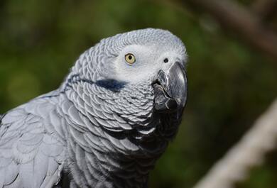 Grey Parrot Bird 5K Photography