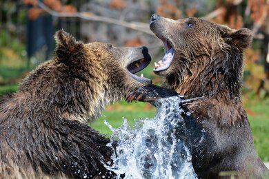 Grizzly Bear Fighting Photo