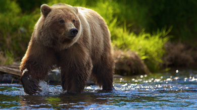 Grizzly Bear In The Jungle