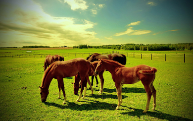 Group of Beautiful Horses