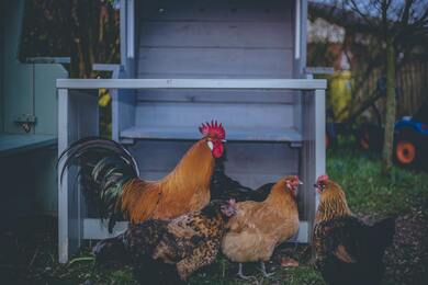 Group of Chickens 5K Photography