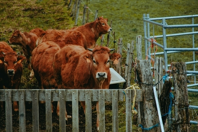 Group of Cows Standing on Grass