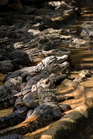 Group Of Crocodiles Near Water Body