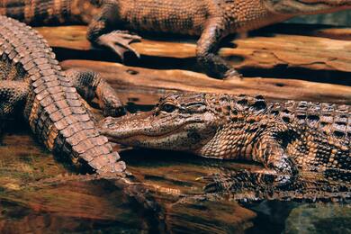 Group Of Crocodiles Pic