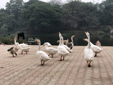 Group Of Duck at Lakeside