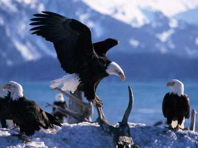 Group of Eagle Birds