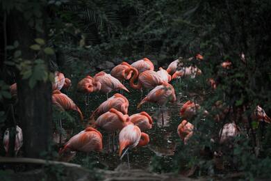 Group of Flamingo in Water