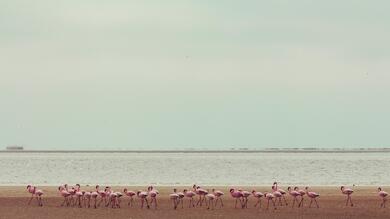 Group of Flamingo on Beach 4K Wallpaper