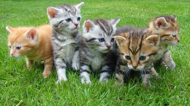 Group of Kitten Cat