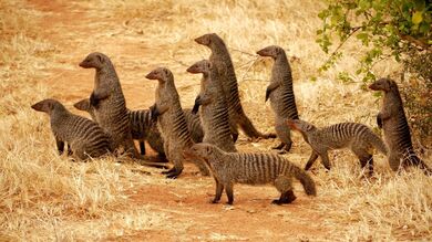 Group of Meerkat