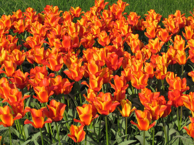 Group of Orange Flowers
