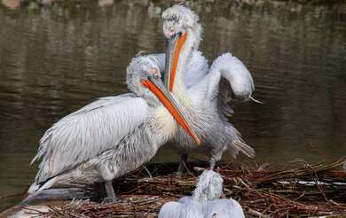 Group Of Pelicans In Nest 4K Photo