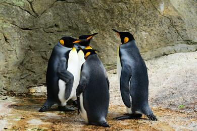 Group of Penguins Ultra HD Image