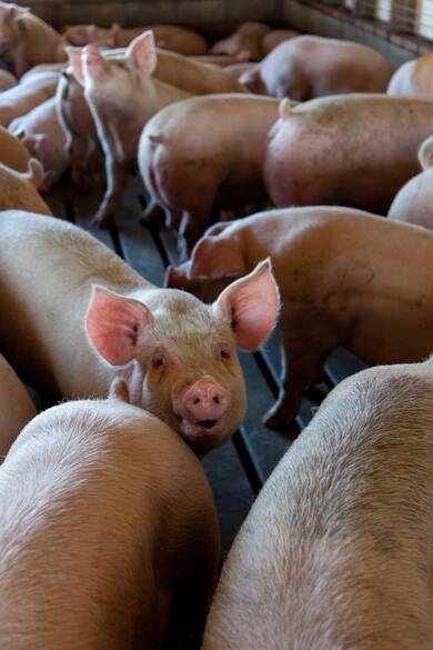 Group of Pigs Photo