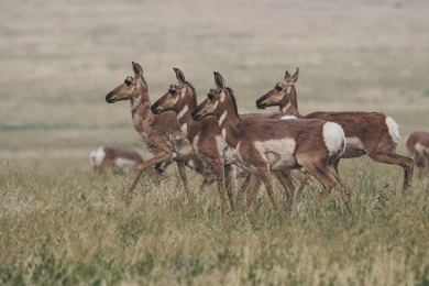 Group of Pronghorn Animal Walking