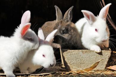 Group of Rabbit Babies