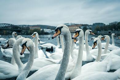 Group of White Swan On Water Ultra HD