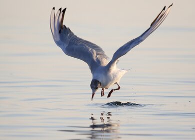 Gull Bird Hunting