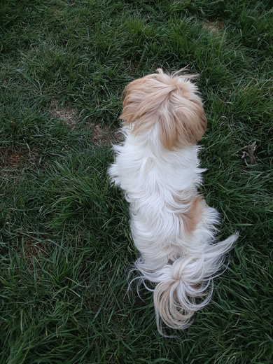 Hairy Dog in Grass