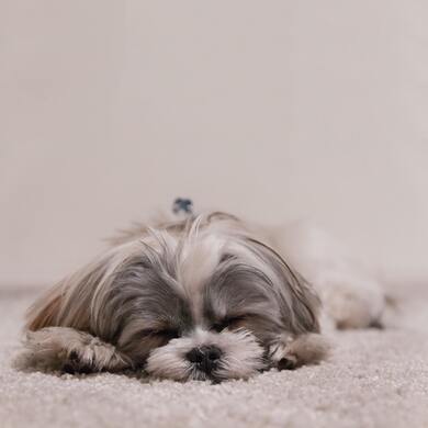 Hairy Dog Sleeping