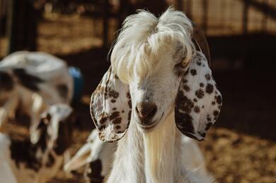 Hairy White Goat Animal