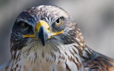 Hawk Bird Closeup Photography