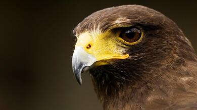 Hawk Bird Closeup