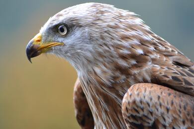 Hawk Bird Eye Closeup