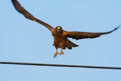 Hawk Bird Flying 5K Photography