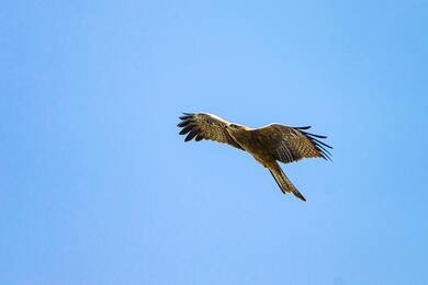 Hawk Bird Flying in Blue Sky