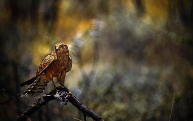 Hawk Bird in Jungle Photography Background Wallpaper