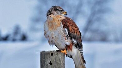 Hawk Bird in Snowy Winter Season