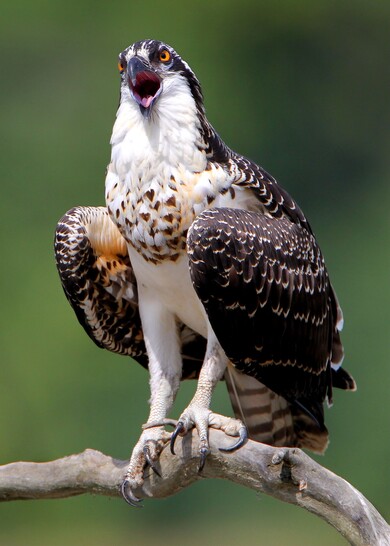 Hawk Bird on Tree Branch Pic