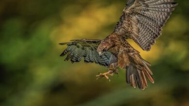 Hawk Bird Photography Wallpaper