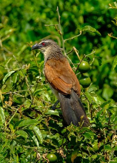 Hawk Bird Sitting on Tree