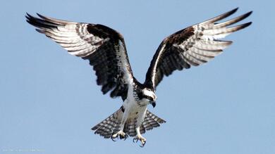 Hawk Black and White Bird Pics