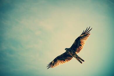 Hawk Flying Hunder Sky Desktop Wallpaper