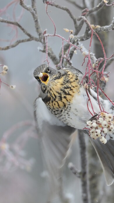 Hawk on Tree Winter