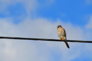 Hawk Sitting on Rope