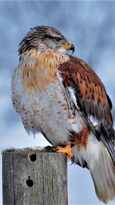 Hawk