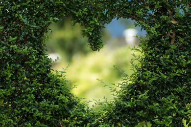 Heart in Garden Plant