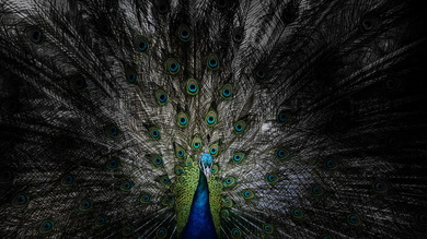 Heavenliness of Peacock