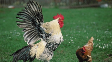 Hen in Garden