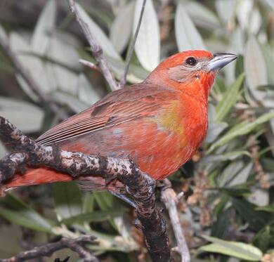 Hepatic Tanager Bird Sitting on Tree Branch