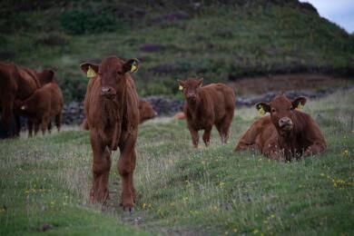 Herd Cows on Green Grass