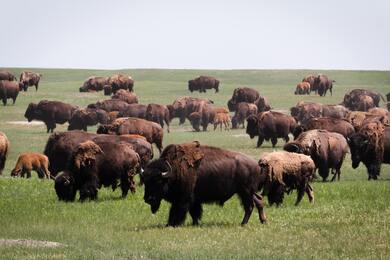 Herd of Brown Buffalo