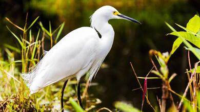 Heron Bird in Jungle 4K Wallpaper