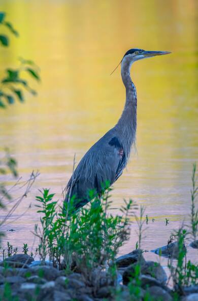 Heron Bird Mobile Wallpaper